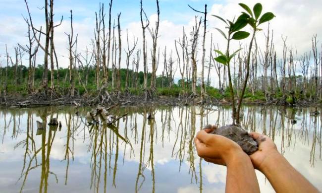 Restorasi Hutan Mangrove