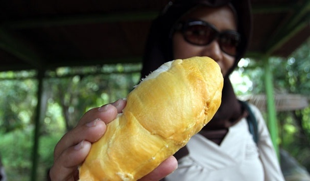 Usaha Kebun Durian Bawor