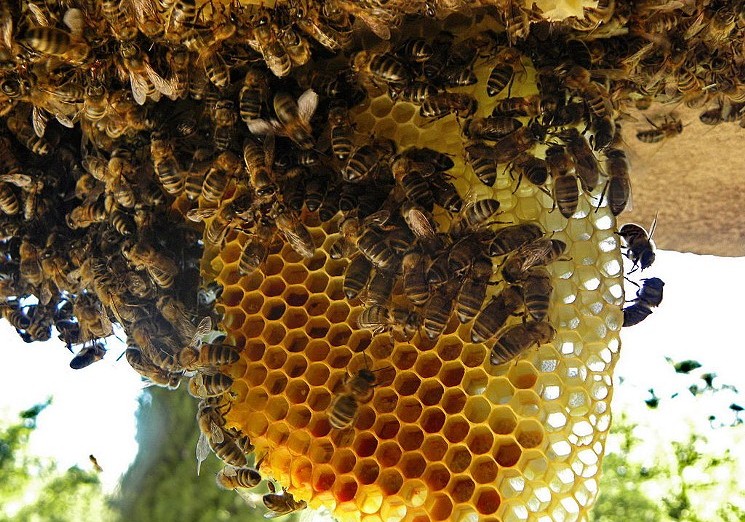 Usaha Budidaya Ternak Lebah Madu