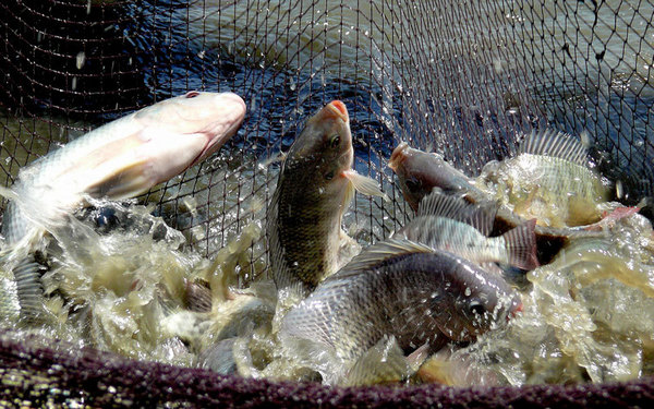 Cara Budidaya Ikan Nila yang Menguntungkan Agar Cepat Panen